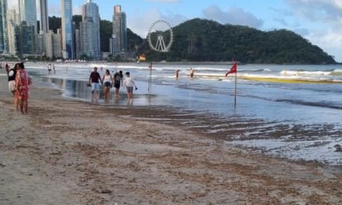 VÍDEO: Presença excessiva de algas na praia Central de BC causa incômodo e mau cheiro
