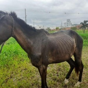 Cavalo magro e amarrado a corda curta é resgatado após solto em via pública 