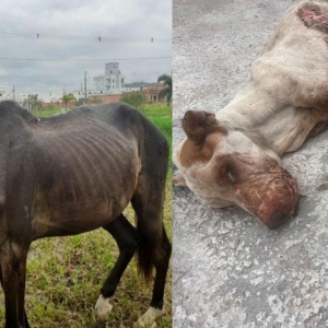 VÍDEO: Dois casos de maus tratos a animais são registrados em poucas horas na região