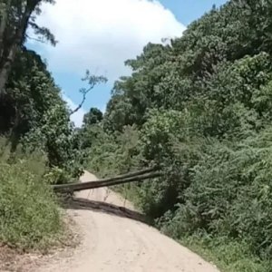 Árvore de eucalipto cai e quase atinge veículo que passava pelo local