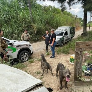 Cães em situação de maus tratos são resgatados em Tijucas após atacarem moradores e animais