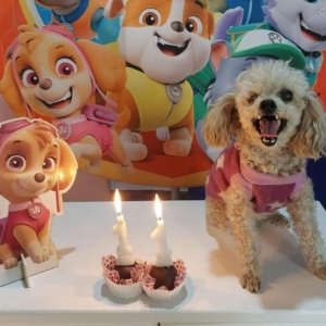 Família oferece recompensa pelo retorno de cachorra desaparecida em Tijucas