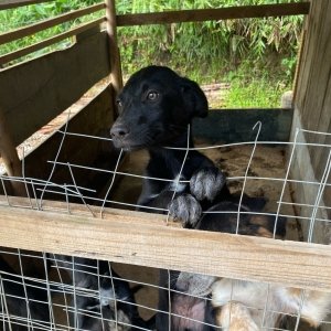 Cachorros são resgatados em situação de maus-tratos em Bombinhas