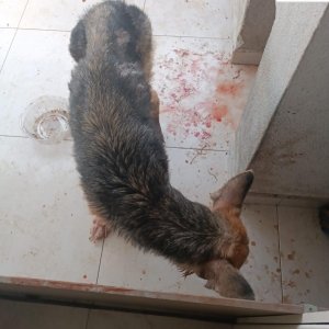 Cadela é resgatada de maus-tratos em local com falta de higiene e vestígios de sangue 