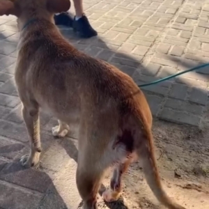 Cachorro amarrado em árvore em possível crime de abuso desaparece