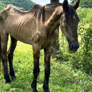 Cavalo resgatado após sofrer maus-tratos; Xanthus foi vítima de agressão brutal