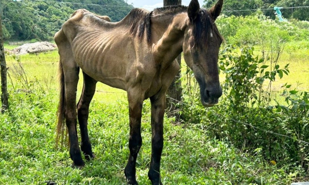 Cavalo resgatado após sofrer maus-tratos; Xanthus foi vítima de agressão brutal