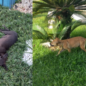 Homem abandona filhotes de cachorro na prefeitura de São João Batista e foge; PM foi acionada