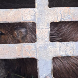 Capivara é resgatada de bueiro em Itapema após ação do Corpo de Bombeiros
