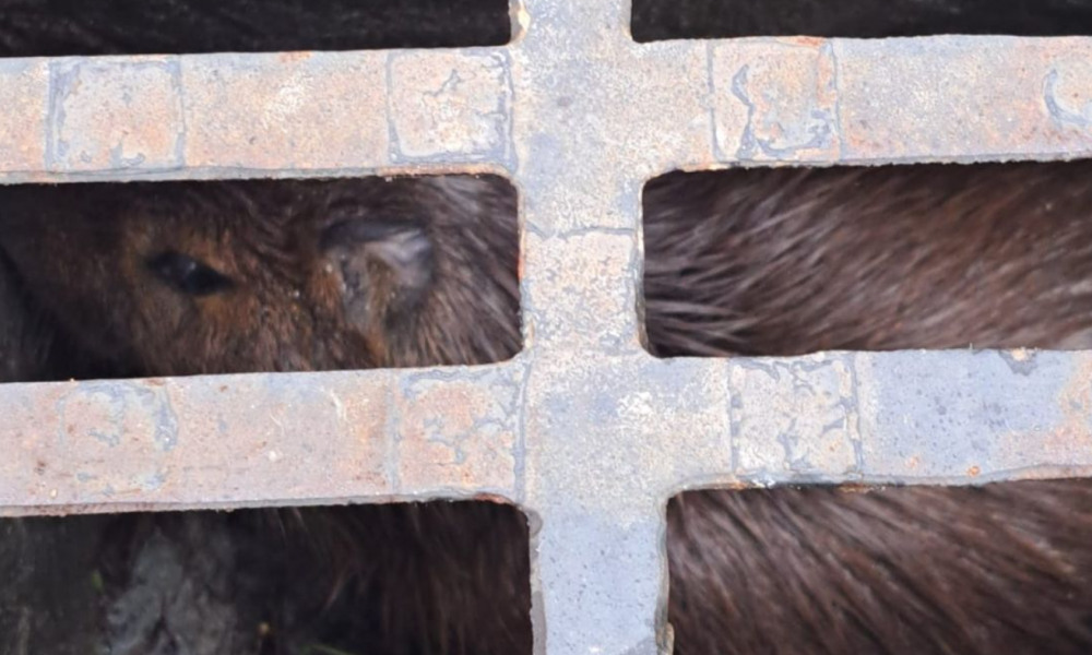 Capivara é resgatada de bueiro em Itapema após ação do Corpo de Bombeiros