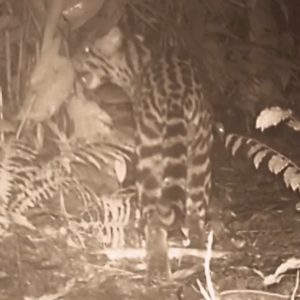 Ameaçada de extinção, Jaguatirica é avistada pela primeira vez em Itapema