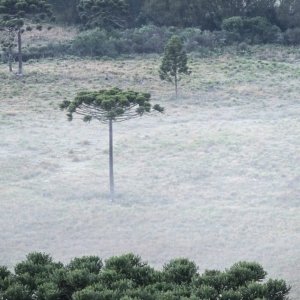 Esfriou: Primeira geada do ano é registrada em Santa Catarina nesta quinta