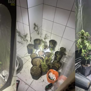 Estufa caseira e pés de maconha são encontrados em quarto de hotel após incêndio