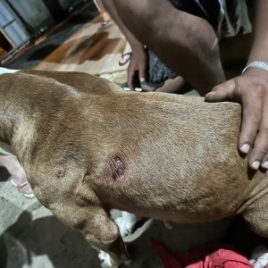 Momentos de terror: Três tiros disparados, ameaças e cachorro baleado em São João Batista