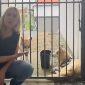 Mulher abandona cachorros na Delegacia de Proteção em Balneário Camboriú