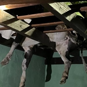 Vaca é resgatada após ficar presa no telhado de estacionamento