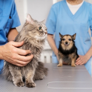 Mutirão de Castração: Atendimentos para cadastro começam semana que vem na Joáia