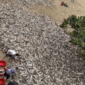Rede Cheia: Pescadores captura 29.030 tainhas em Bombinhas nesta sexta