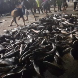Mais de 3.500 tainhas foram capturadas em um único lanço em Itapema