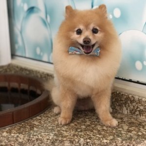Flávia do Pet Chic responde: “Pode ou não tosar o cachorro Spitz Alemão?”