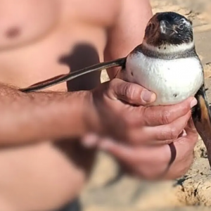 Pinguim é resgatado por banhistas na praia do Estaleiro em Balneário Camboriú