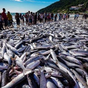 Bombinhas bate recorde na safra de tainhas com 327 mil peixes capturados