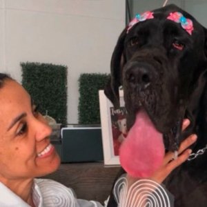 Conhecido como dinamarquês, o dogue alemão é uma das raças mais altas do mundo