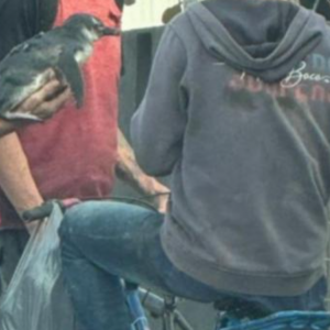 Pinguim é resgatado em Itapema após dois dias em mochila de moradores de rua
