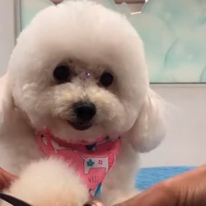 Minuto Pet de hoje apresenta , formas de proteger o seu cãozinho  de infecções 