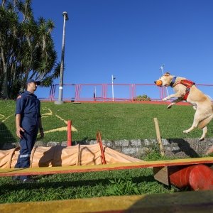 Bombeiros de Santa Catarina realizam treinamento intensivo com cães de busca