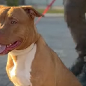 Lei do Pit Bull: Diretoria de Bem-Estar Animal cria protocolo para cumprimento da lei em SC