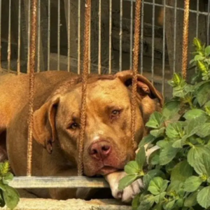 Bazar Beneficente em Balneário Camboriú visa arrecadar fundos para ONG Viva Bicho