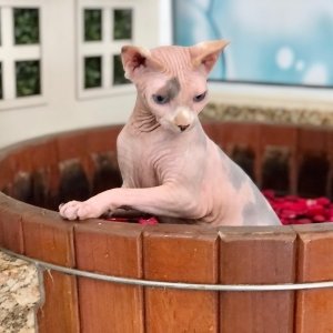 Minuto Pet de hoje,  fala sobre Sphynx, (isfinks) ou gato pelado canadense, é uma raça de gatos originária do Canadá, e que é conhecida por não ter pelos