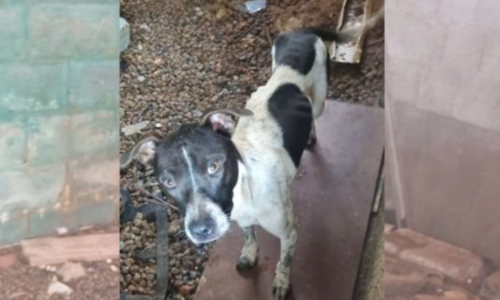 Mulher é presa por maus-tratos a cão em Porto Belo; animal estava em estado crítico