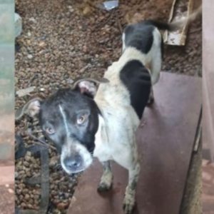 Mulher é presa por maus-tratos a cão em Porto Belo; animal estava em estado crítico