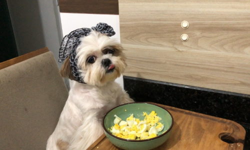 Você sabia que o ovo é um superalimento para seu cachorro? Descubra todos os benefícios e cuidados ao incluir esse ingrediente na dieta do seu pet! 