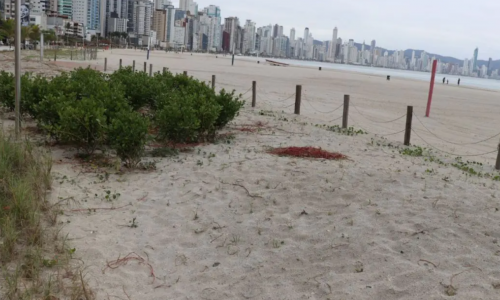 Restinga da Praia Central é removida; prefeitura de Balneário Camboriú orienta moradores
