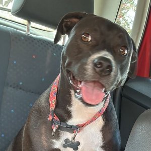 Família procura cadela da raça pitbull desaparecida no bairro da Praça, em Tijucas