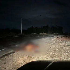 Carro atropela cavalo solto e causa acidente na SC-410, em Tijucas