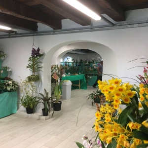 Tijucas celebra 60 anos de orquidofilia com a 29ª Exposição de Orquídeas