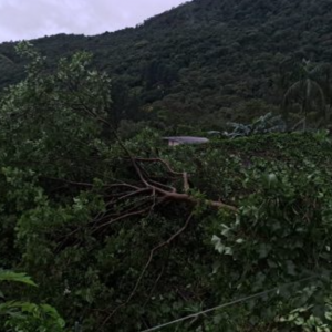 Susto: goiabeira cai sobre casa em Itapema após rajadas de vento
