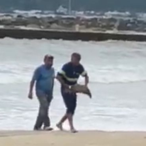 Crime ambiental: homem é flagrado matando arraia com enxada em Itapema