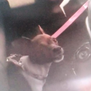 Cachorro é deixado em veículo fechado e dono é levado para delegacia
