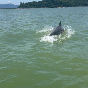 Golfinhos surpreendem moradores na Praia de Tijucas; veja o vídeo