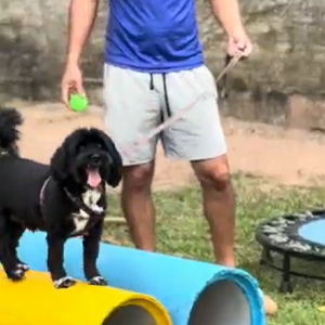 Hotel para cachorro ou pet sitter: qual é a melhor opção para o seu pet nas férias?
