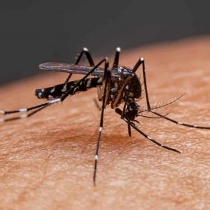 Dengue atinge números alarmantes na região, em cidades como Tijucas, Porto Belo, Balneário Camboriú e Itapema 