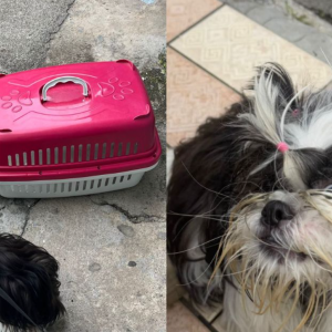 Tutora presa por maus-tratos a cachorro: animal ficou mais de três horas preso em carro