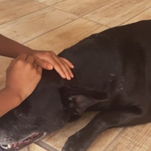 Policial é denunciado por matar cão comunitário a tiros de pistola