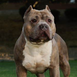 Mãe e filha ficam feridas após ataque de pitbull; tutor do animal fugiu