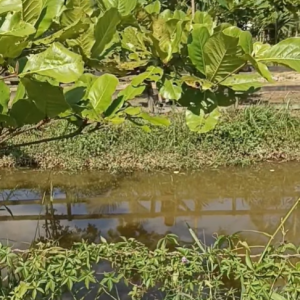 URGENTE: Criança de 3 anos morre afogada em lagoa em Nova Trento